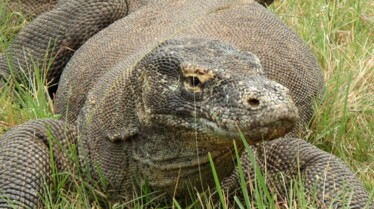 XXL  Komodozilla (2).JPG