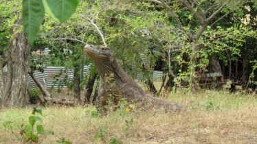 XXL  Komodozilla (3).JPG