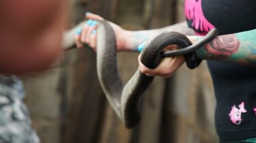 Snakes in the city (1).jpg