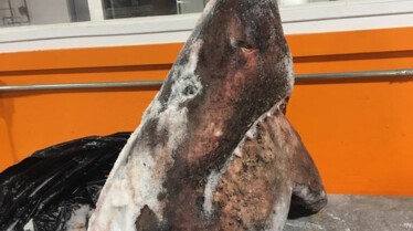 requins vs Orque (3).JPG