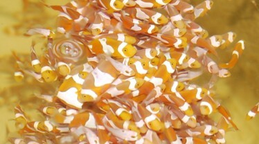 Les rois des aquariums (2).jpg