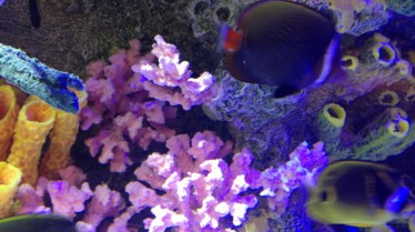 Les rois des aquariums (3).jpg