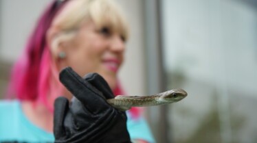 Snakes in the city (5).jpg