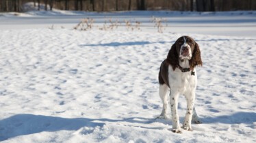 Dr Pol (8).jpg
