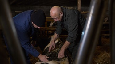 Dr Pol (9).jpg