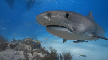 Les requins vus du ciel (1).JPG