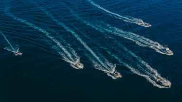 Les requins vus du ciel (3).JPG