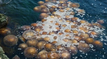 Les rois des aquariums.JPG