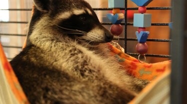 Refuge du bonheur (1).JPG