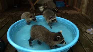 Refuge du bonheur (3).jpg