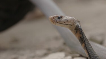 Snakes in the  city (2).jpg