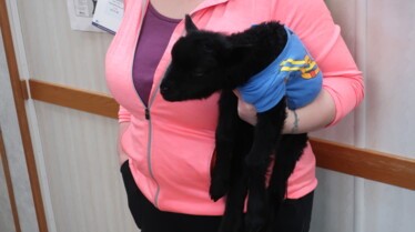 Incroyable DR Pol (3).jpg