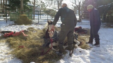 Incroyable Dr Pol (4).jpg