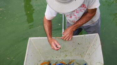 Rois des aquariums (1).jpg