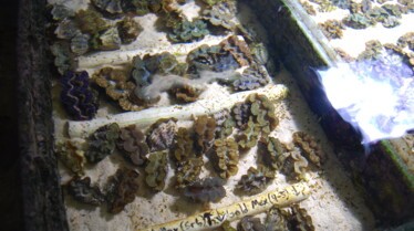 Rois des aquariums (2).jpg