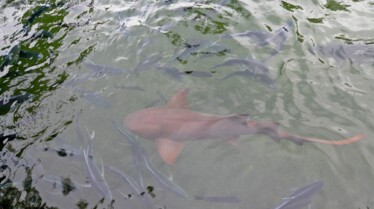 Rois des aquariums (3).jpg