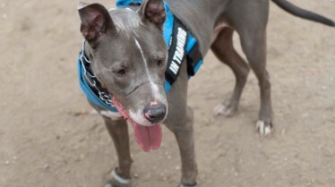 Cesar Millan (3).jpg