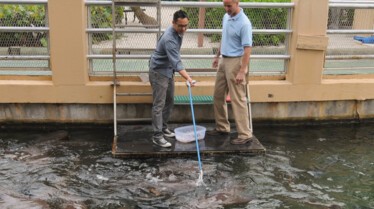 Rois des aquariums (1).jpg