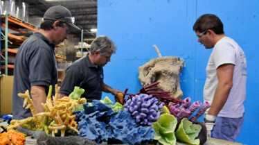 Rois des aquariums (2).jpg