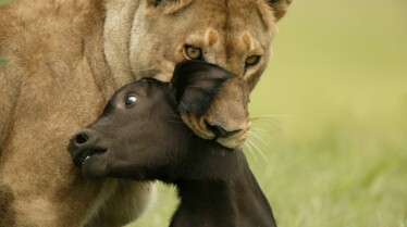 Ultimate Enemies (1).jpg