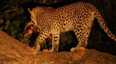 L’œil du Léopard (33).jpg