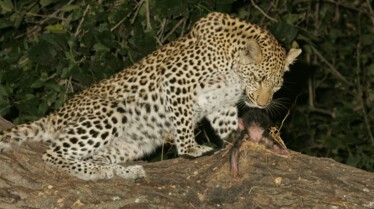 L’œil du Léopard (35).jpg