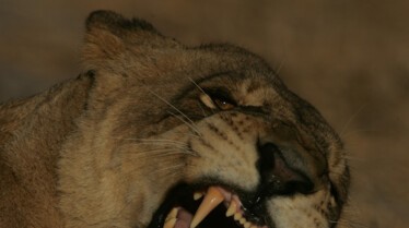 Ennemis sans relâche (1).jpg