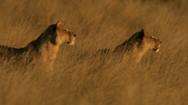 Ennemis sans relâche (7).jpg