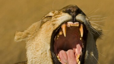 BigCatOdyssey (2).JPG