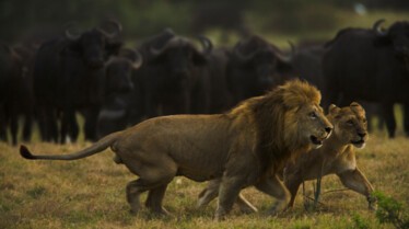 BigCatOdyssey (3).JPG