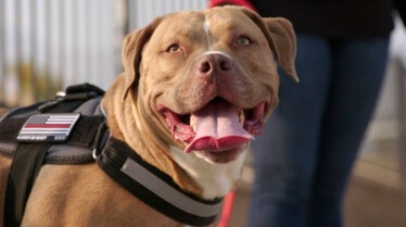 Cesar Millan (3).jpg