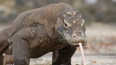 L'île au venin 3.JPG