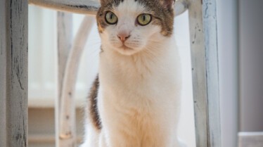 Petits chats sauvage (1).jpg