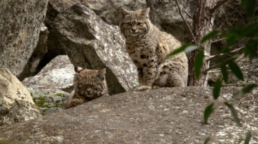 Petits chats sauvage (2).jpg