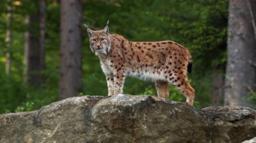 Petits chats sauvage (3).jpg