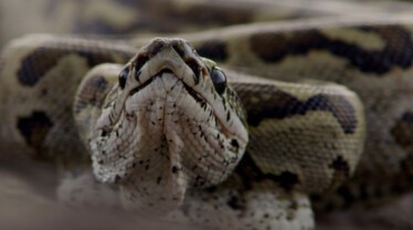 Squeeze pyton d'Afrique (1).jpg