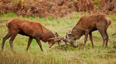 Animal Fight Club (1).jpeg