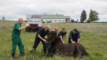 Incroyable dr Pol (1).jpg