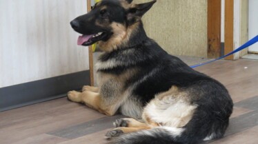 Incroyable dr Pol (2).jpg