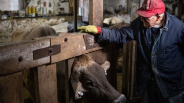 Incroyable Dr Pol (5).jpg