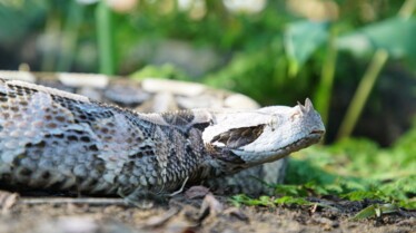 Serpent à sonnette (1).jpg