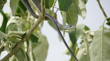 Serpent à sonnette (2).jpg