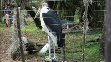 Au coeur du zoo (2).jpg