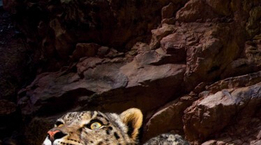 Leopard d'Afganhistan (3).jpg