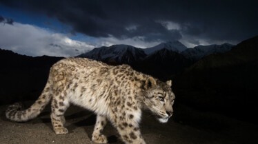 Leopard d'Afganhistan (4).jpg