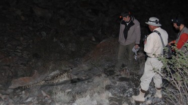 SnowLeopardOfAfghanistan_20_3e2e537f7f82020c0d0ec323c34a65cc38192b10.jpg