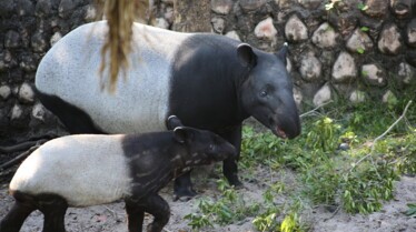 Au coeur du zoo (1).jpg