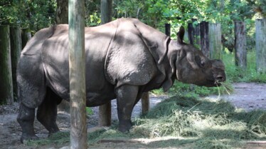 Au coeur du zoo (2).jpg