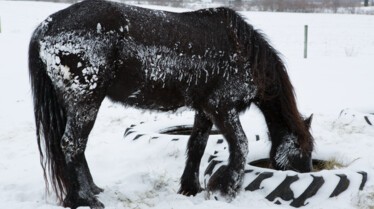 incroyable Dr Pol (3).JPG