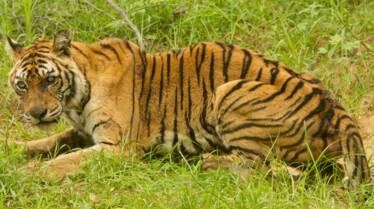 le tigre le plus celebre (2).jpg